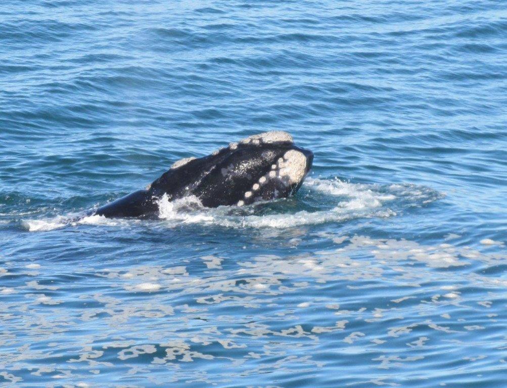 Copyright von dem Walfischfoto hat Ulrich Angersbach 